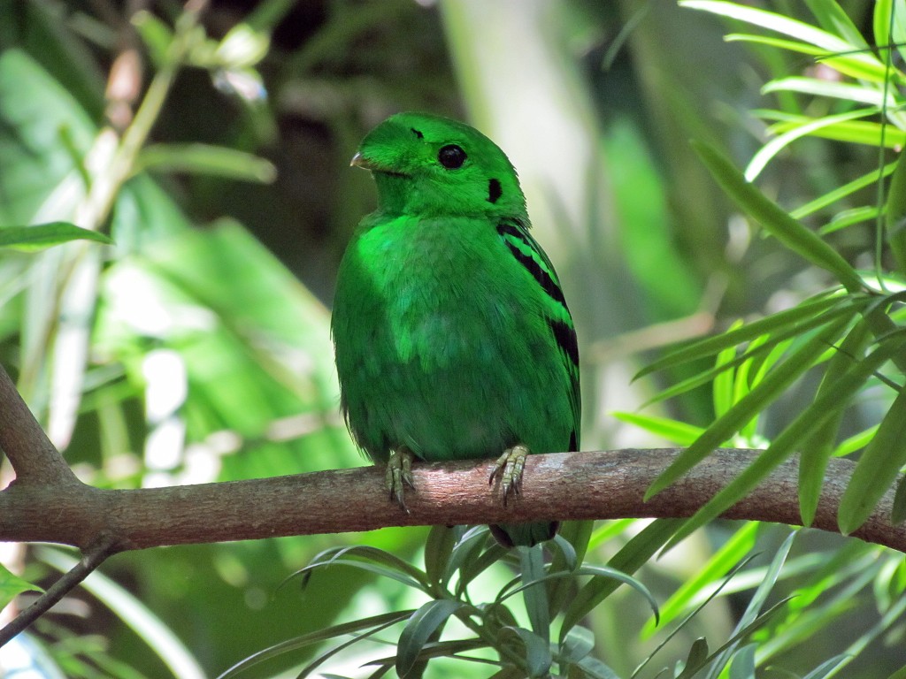 green broadbill