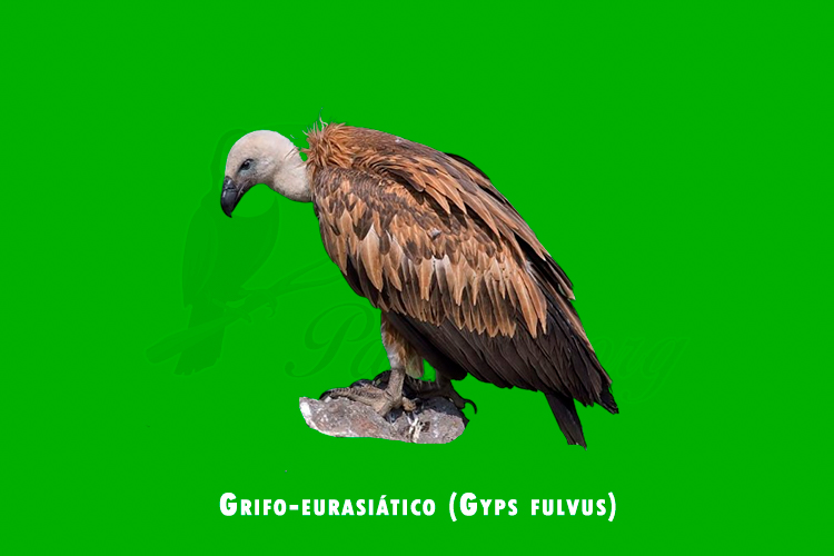 grifo-eurasiatico (gyps fulvus)