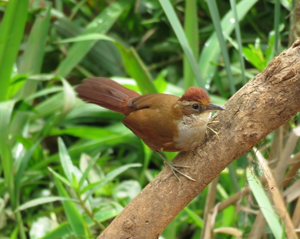 habitat do cisqueiro