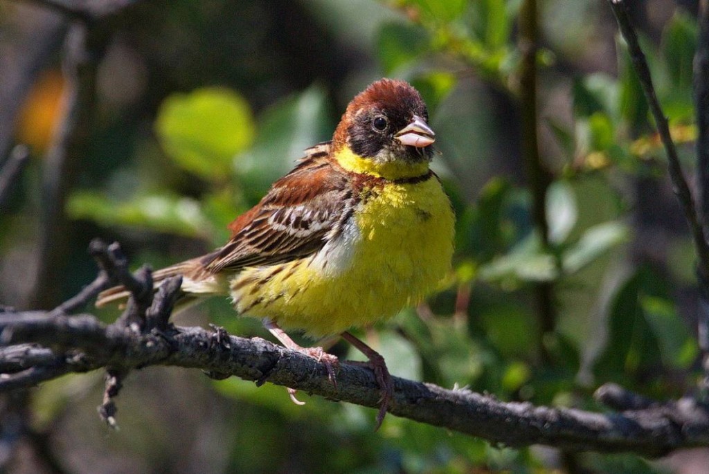 habitat da escrevedeira-aureolada