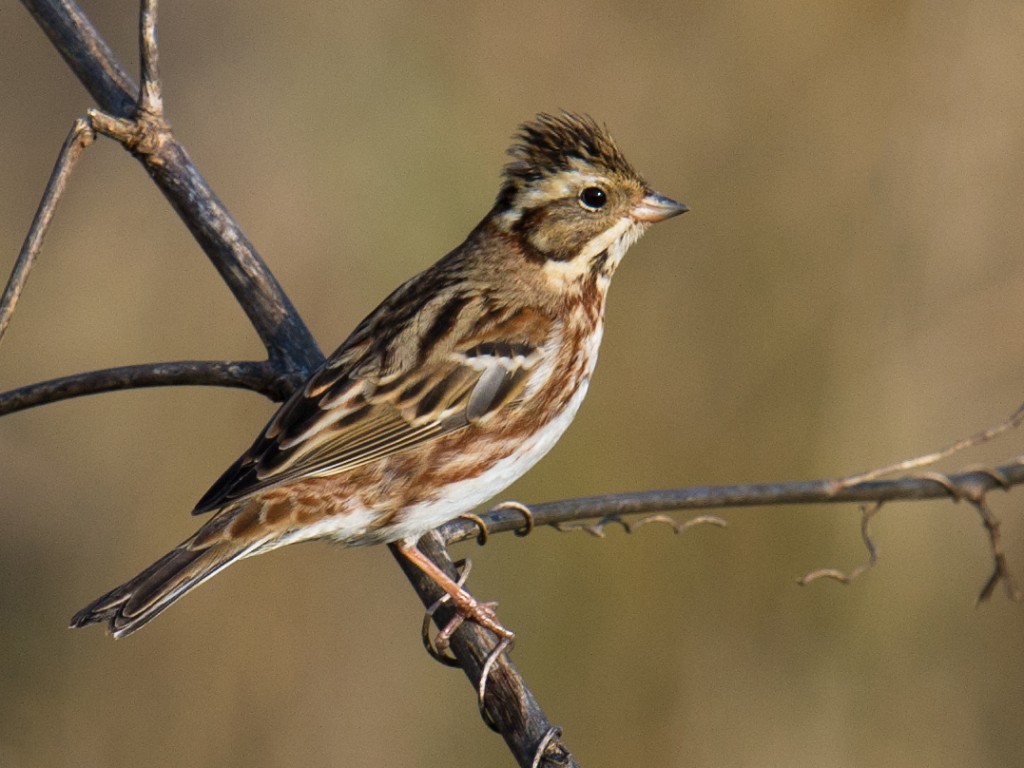 habitat da escrevedeira-rustica