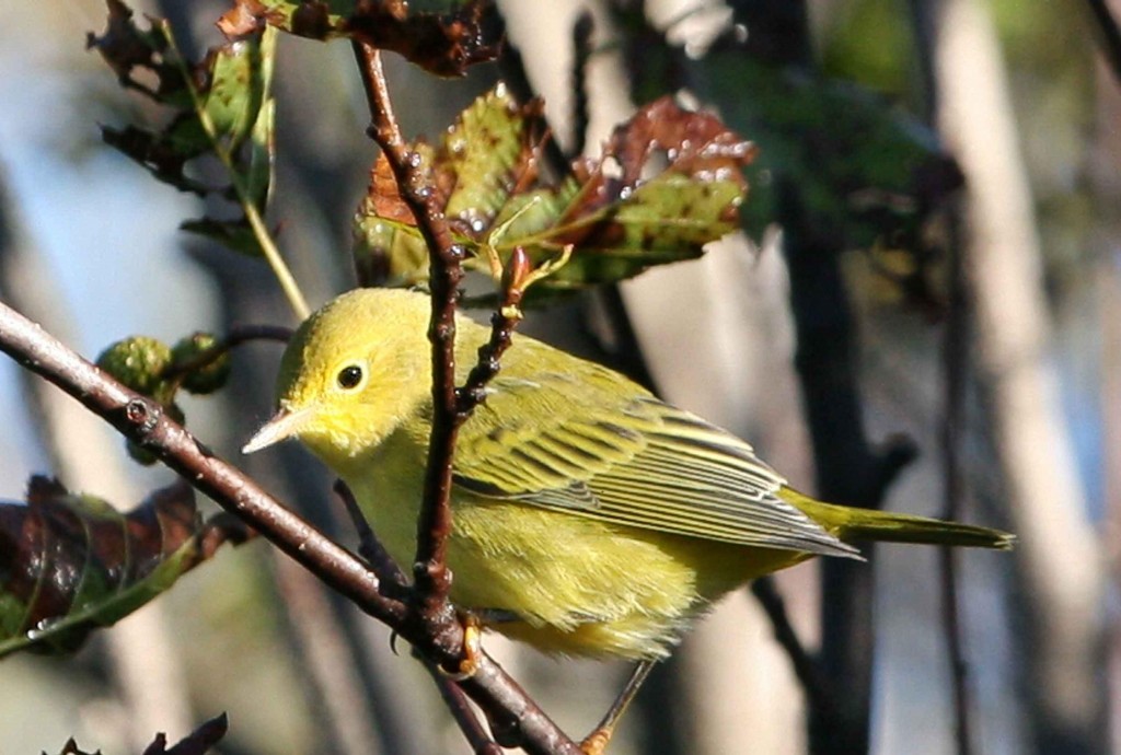 habitat da mariquita-amarela