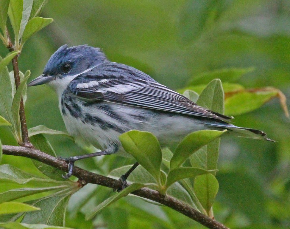 habitat da mariquita-azul