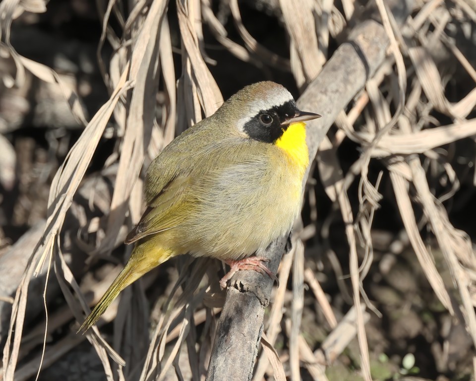 habitat da mariquita de mascarilha