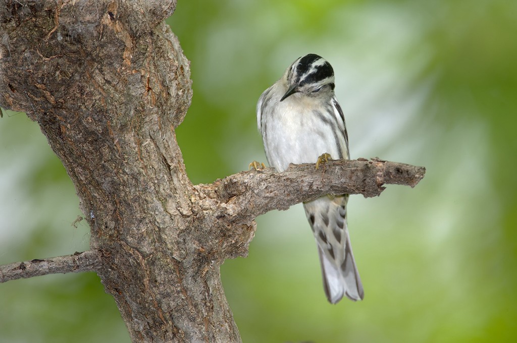 habitat da mariquita-riscadinha