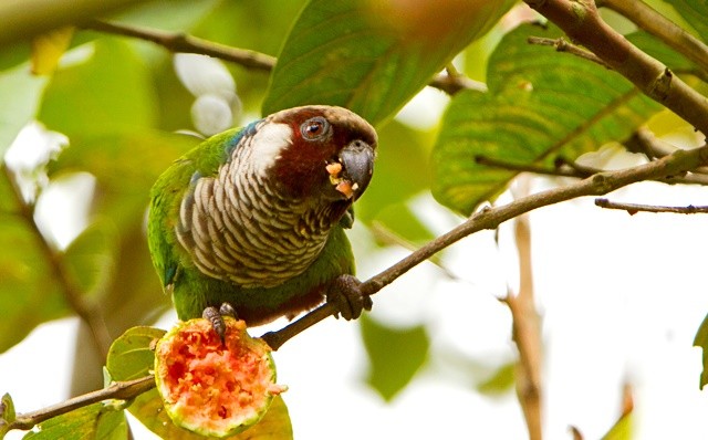 habitat da tiriba-de-cara-suja