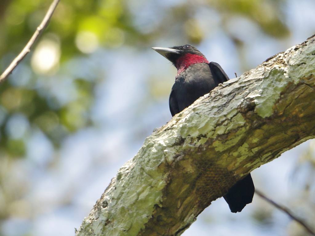 habitat do anambeuna