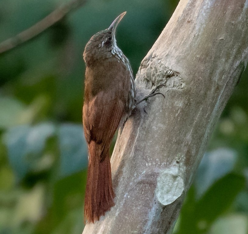 habitat do arapacu-barrado