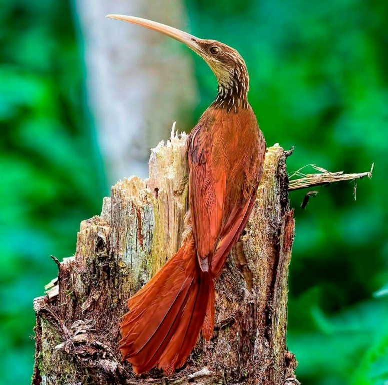 habitat do arapacu-de-bico-comprido