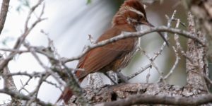 habitat do arapacu-platino