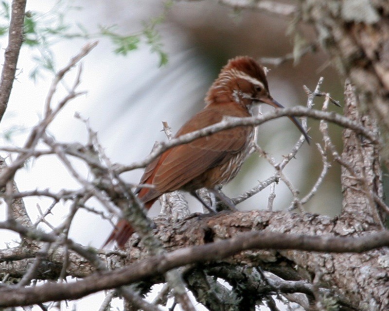 habitat do arapacu-platino