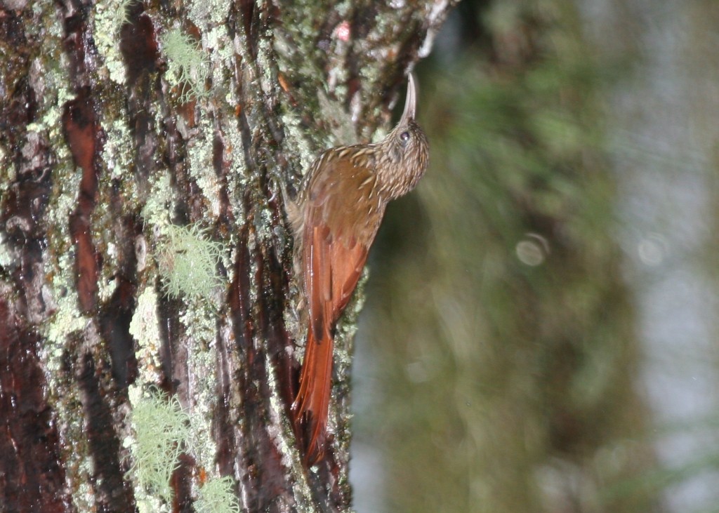 habitat do arapacu-rabudo