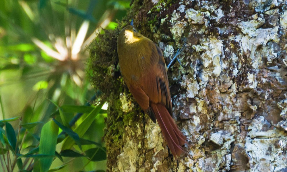 habitat do arapacu-verde