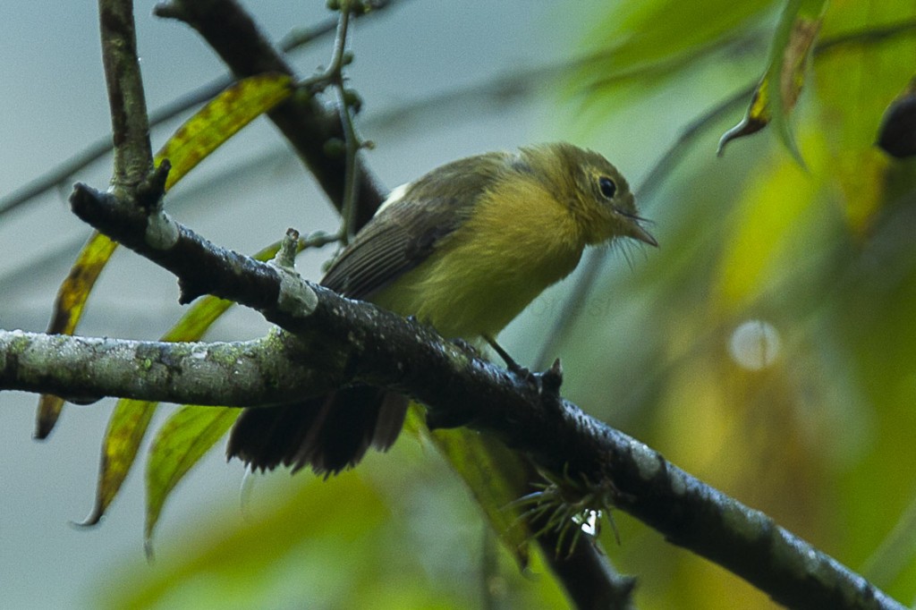 habitat do assanhadinho-de-cauda-preta