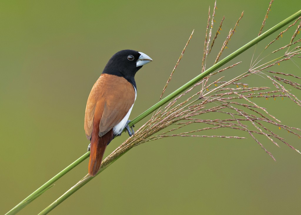 habitat do bico-de-chumbo-de-cabeca-preta