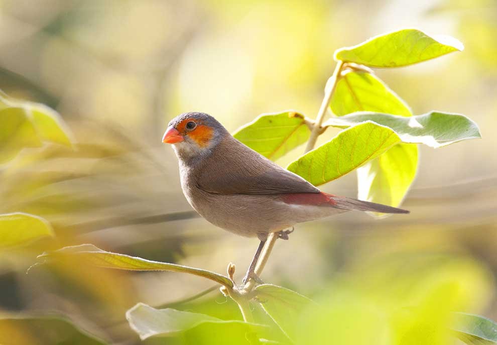 habitat do bico-de-lacre-de-face-laranja