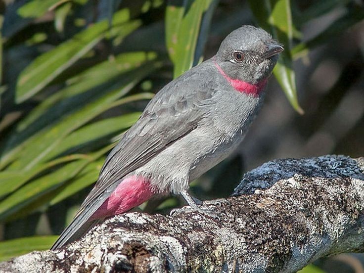 habitat do cricrio-de-cinta-vermelha