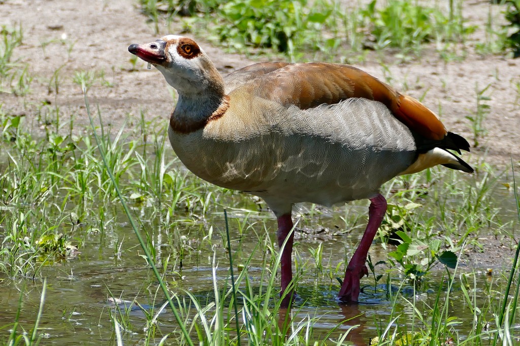 habitat do ganso-do-egito