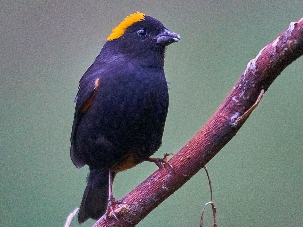 habitat do golden-naped finch