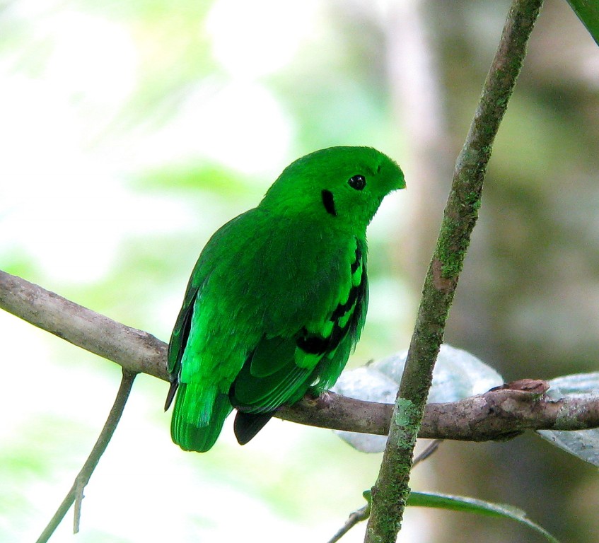 habitat do green broadbill