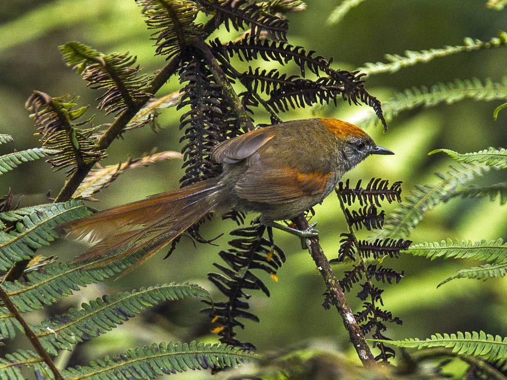 habitat do joao-baiano