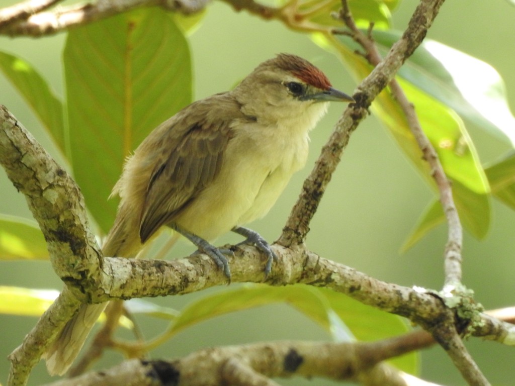 habitat do joao-graveto