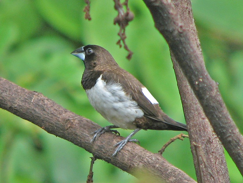 habitat do manon-de-peito-branco