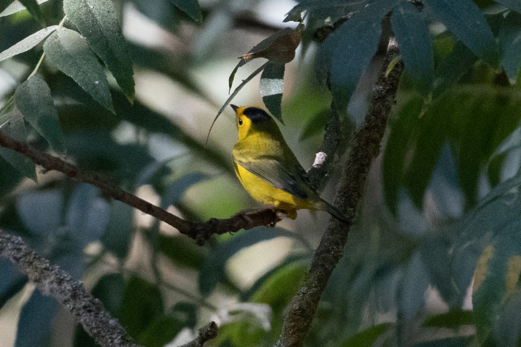 habitat do mariquita-de-barrete-preto