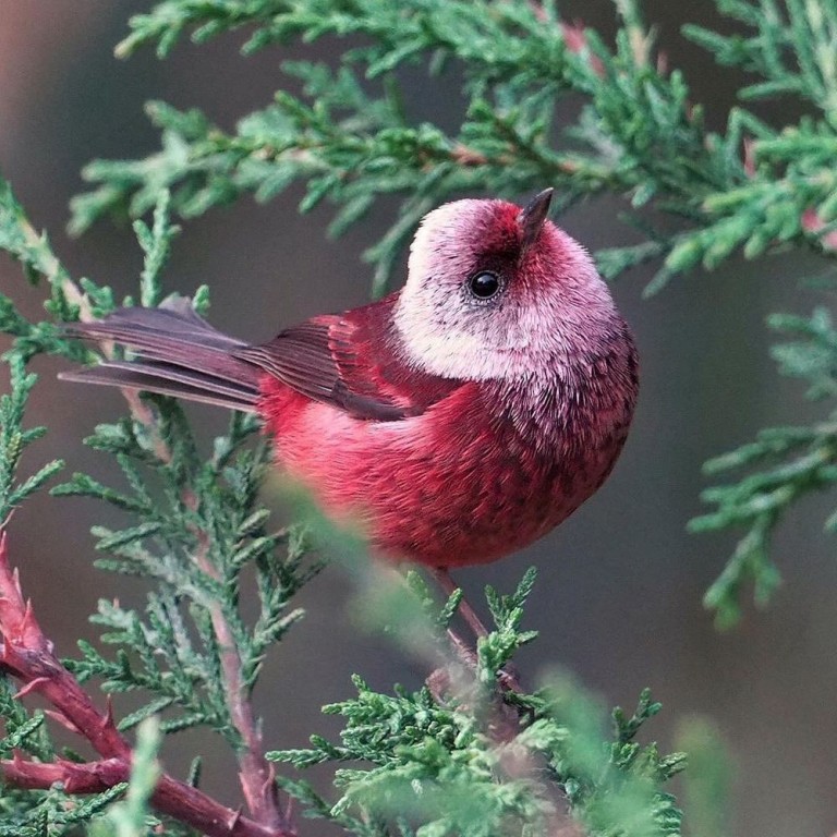 habitat do mariquita-de-cabeca-rosa