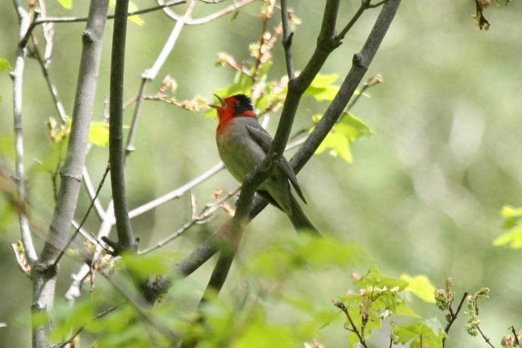 habitat do mariquita-de-cara-vermelha