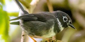 habitat do mariquita-de-sao-vicente