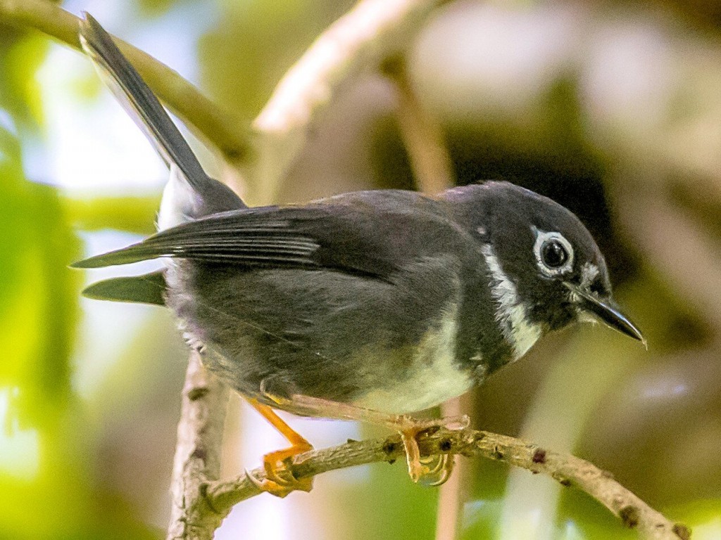 habitat do mariquita-de-sao-vicente