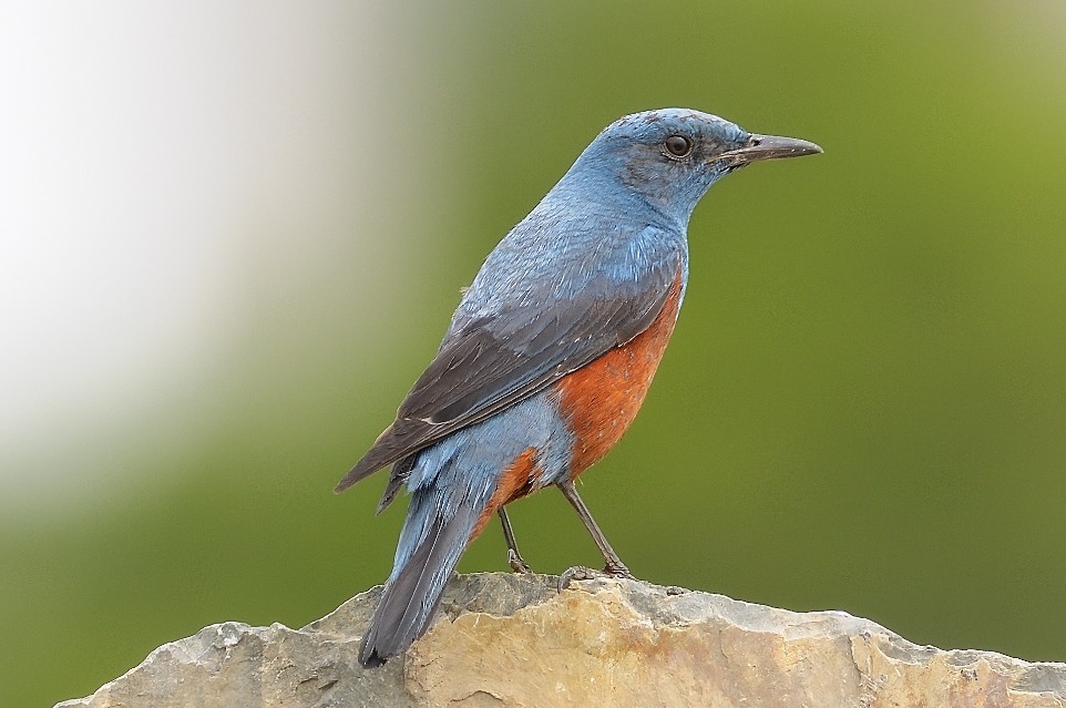 habitat do melro-das-rochas-sentinela