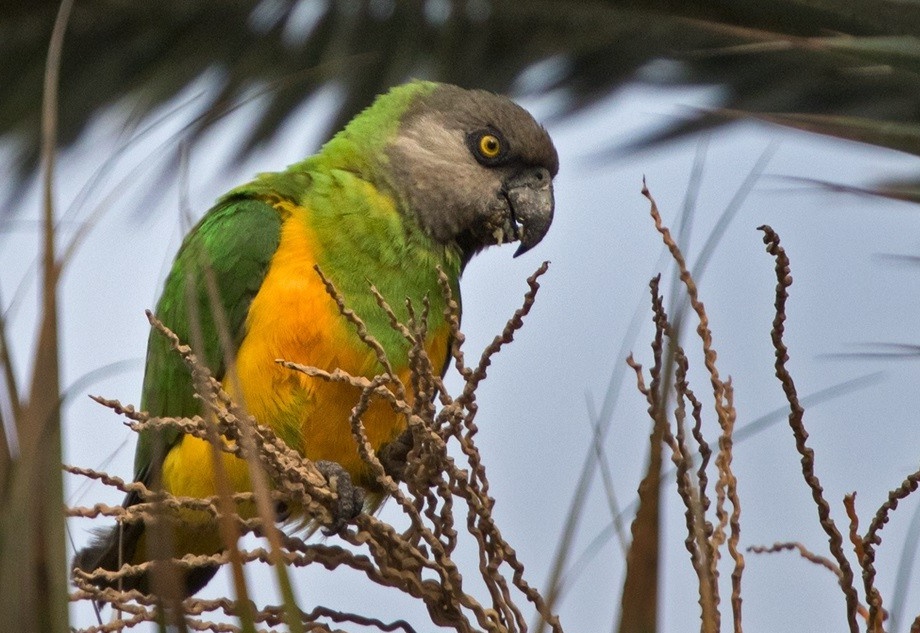 habitat do papagaio do senegal