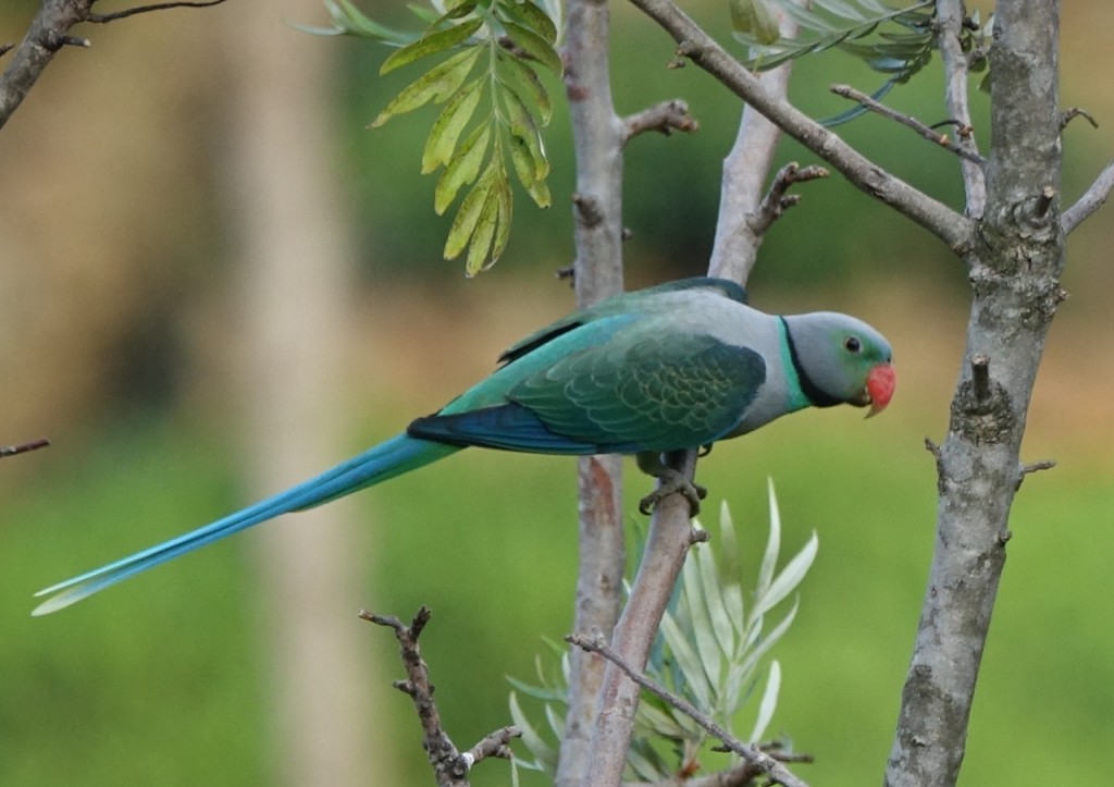 habitat do periquito-de-malabar