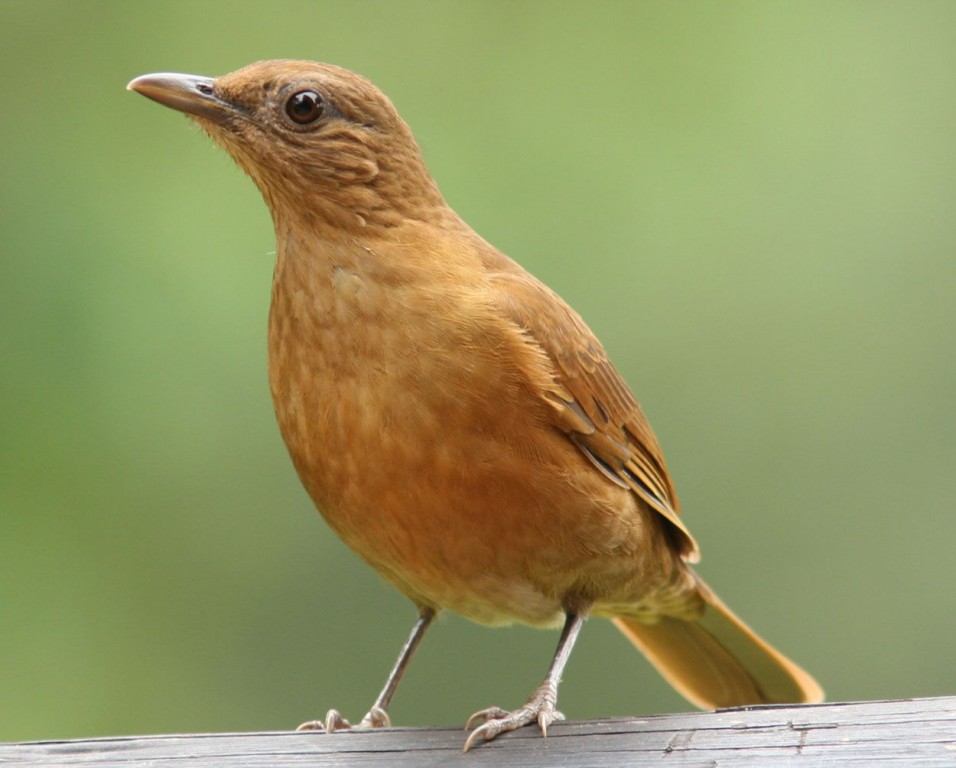 habitat do sabia-da-mata