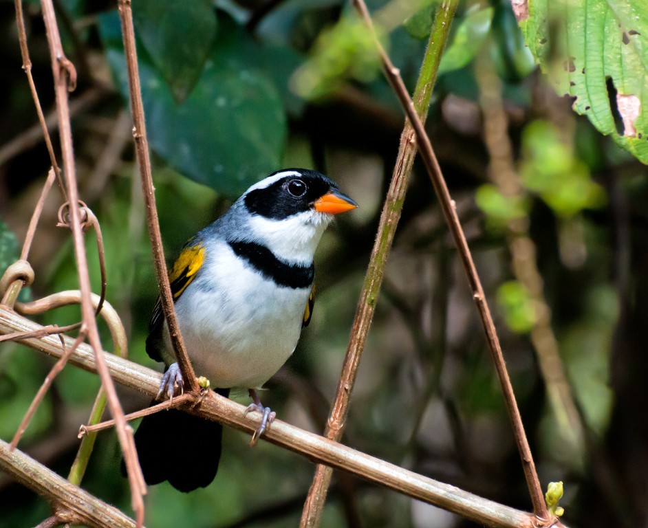 habitat do tico-tico-de-bico-amarelo