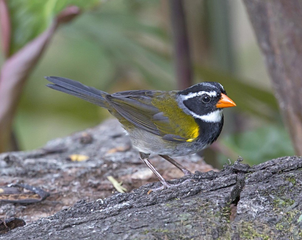 habitat do tico-tico-de-bico-laranja