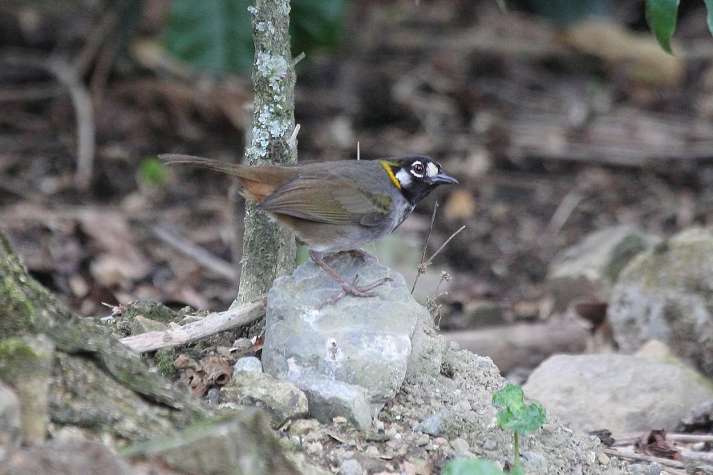 habitat do toqui-de-orelha-branca