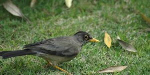 habitat do tordo-austral