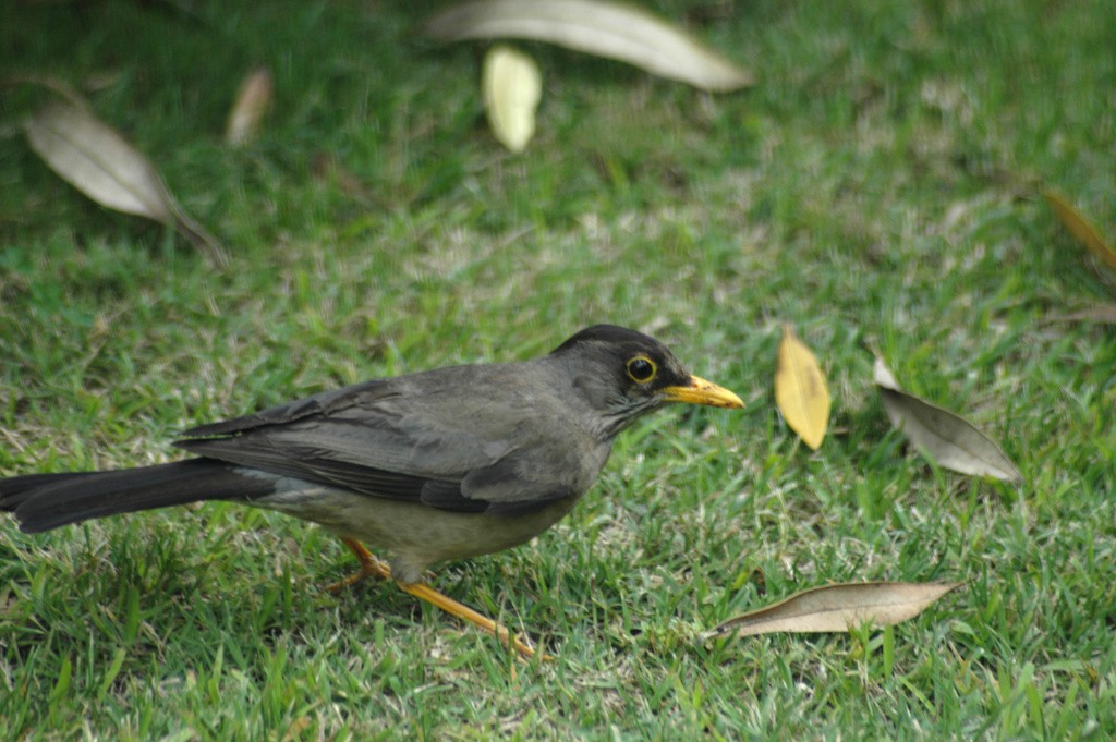 habitat do tordo-austral