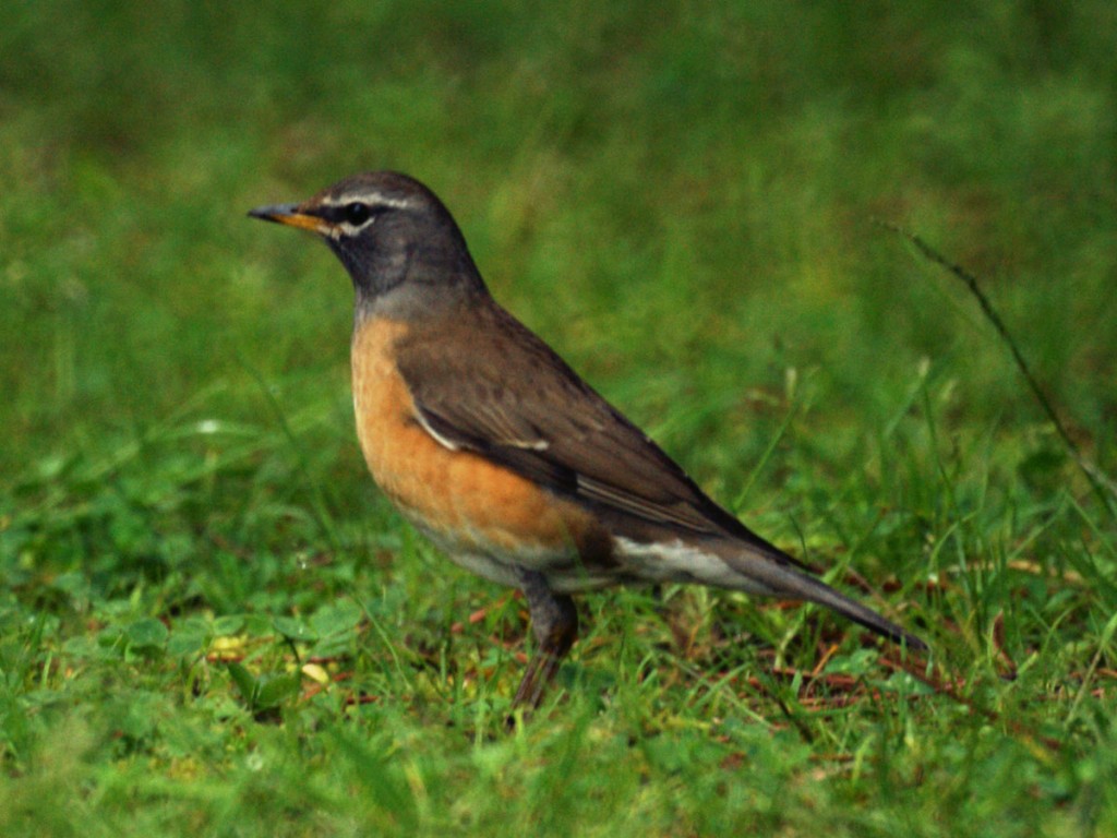 habitat do tordo-escuro