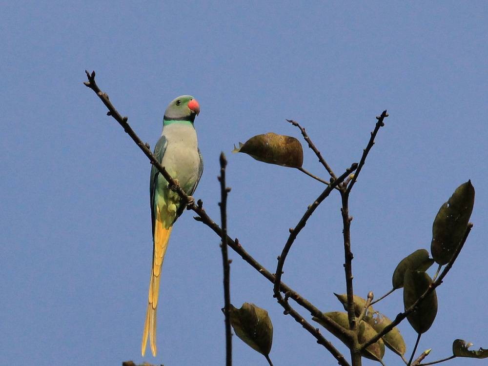 habitos do periquito-de-malabar