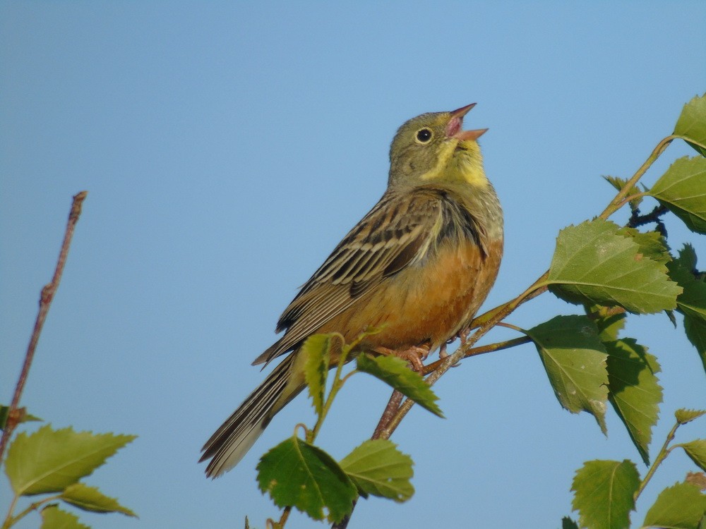 hortulana