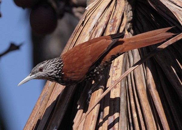 limpa-folha-do-buriti