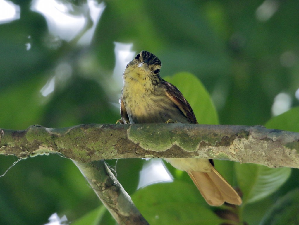 limpa-folha-riscado