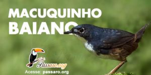 macuquinho baiano