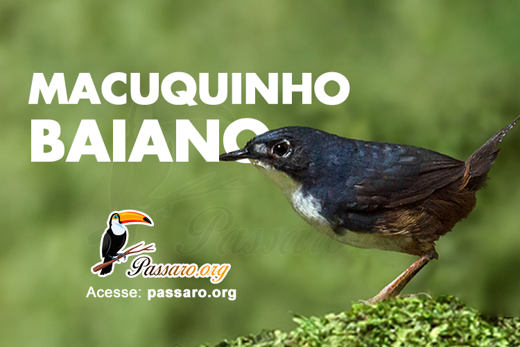 macuquinho baiano