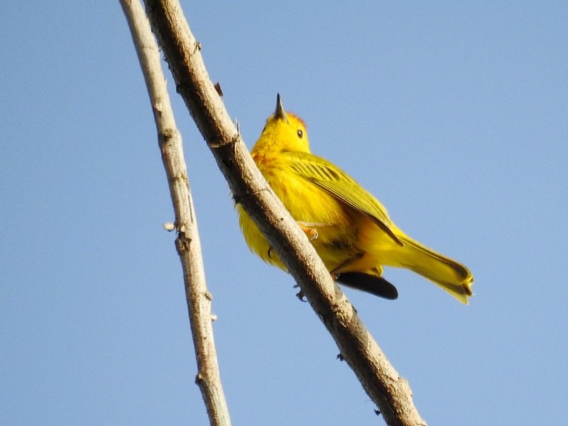mariquita-amarela