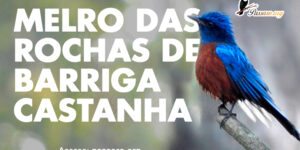 melro das rochas de barriga castanha